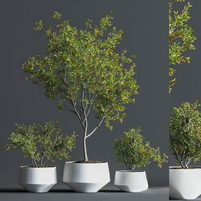 绿植盆栽组合